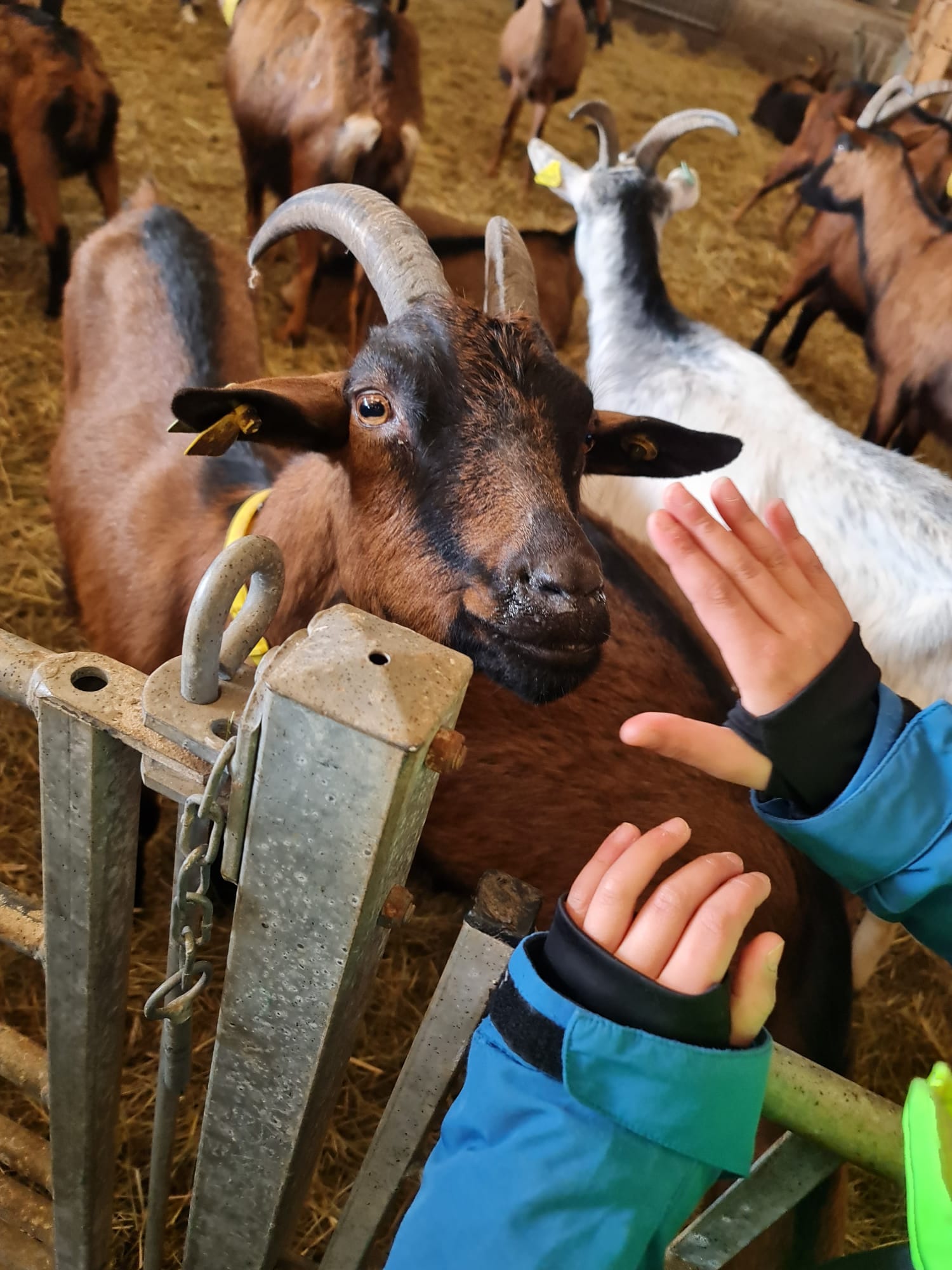 Centre aéré : Visite à la chèvrerie